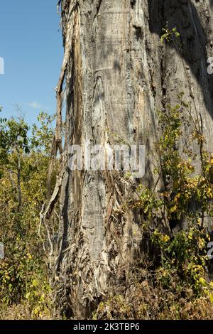 Usando l'elefante delle zanne allora usi il loro tronco per strappare le strisce della corteccia del tronco dell'albero. Nella calda stagione secca, il baobab ha umidità e minerali Foto Stock