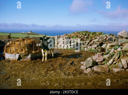 L'ingresso al Fogou dell'età del ferro di Pendeen Vau, costruito sotto una massiccia banca di pietra. Pendeen Manor Farm, Penwith occidentale, con mucca di razza Fresian e alimentatore di bestiame. Foto Stock