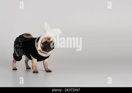 cute pug dog in fascia con orecchie conigliate e vestiti di animale domestico in piedi su sfondo grigio, immagine stock Foto Stock