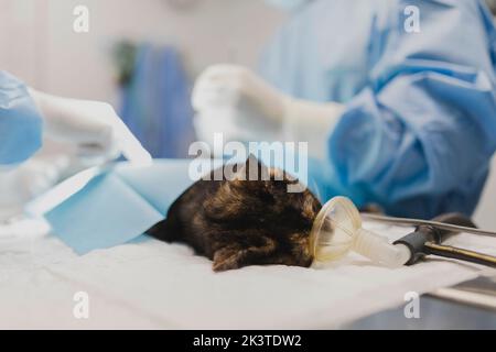 Vista laterale di medici di raccolto in uniformi che operano animale domestico con maschera respiratoria che si dispone sul tavolo nella stanza di chirurgia su sfondo sfocato Foto Stock