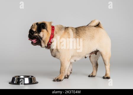 vista laterale di pureed pug dog in collare rosso in piedi vicino a ciotola in acciaio inox con cibo per animali domestici in grigio, immagine stock Foto Stock