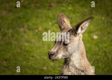 Ritratto di giovane canguro grigio orientale con sfondo verde erba. Macropus giganteus nel giardino zoologico. Foto Stock