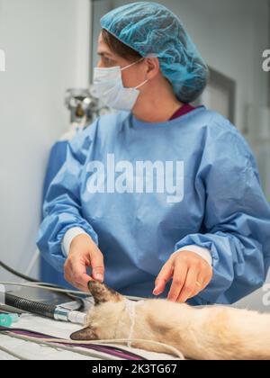 Veterinario in uniforme medica guardando lontano mentre si esegue un intervento chirurgico su gatto inconscio in clinica moderna Foto Stock