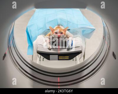 Gatto con zampa ferito sdraiato sul tavolo di scansione in apparecchiature MRI in clinica veterinaria Foto Stock