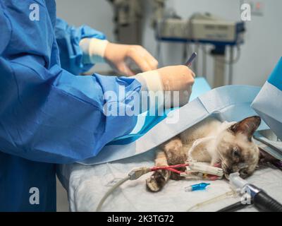 Veterinario irriconoscibile in guanti di lattice esecuzione di chirurgia su piccolo gatto sotto anestesia Foto Stock