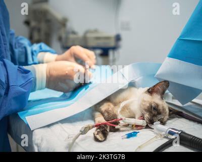 Veterinario irriconoscibile in guanti di lattice esecuzione di chirurgia su piccolo gatto sotto anestesia Foto Stock