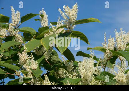 Giapponese Knotweed, Fallopia japonica, Blooming, Reynoutria japonica bei fiori ma dura pianta invasiva Foto Stock