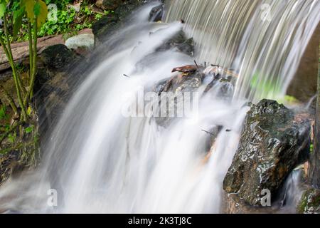 una piccola cascata, acqua che scorre dolcemente in un ruscello, nella bella cascata forestใ Foto Stock