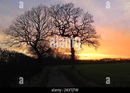 Tramonto invernale dietro gli alberi a Grappenhall, Warrington, Cheshire, Inghilterra, Regno Unito, WA4 Foto Stock