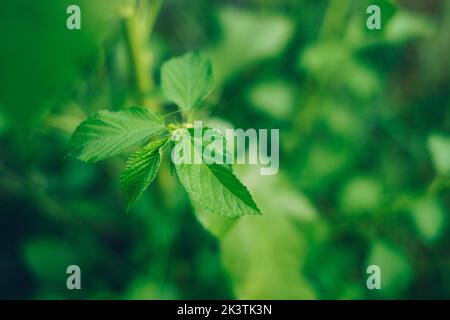 Mallow Juta biologica la mallow di AKA Jew o la pianta di iuta di Nalta - fonte primaria di fibra di iuta e superfood di AKA con numerosi benefici sanitari e medici Foto Stock