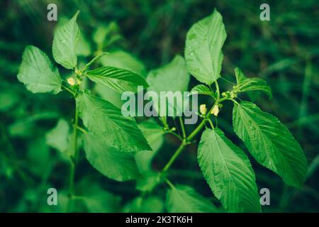 Mallow Juta biologica la mallow di AKA Jew o la pianta di iuta di Nalta - fonte primaria di fibra di iuta e superfood di AKA con numerosi benefici sanitari e medici Foto Stock