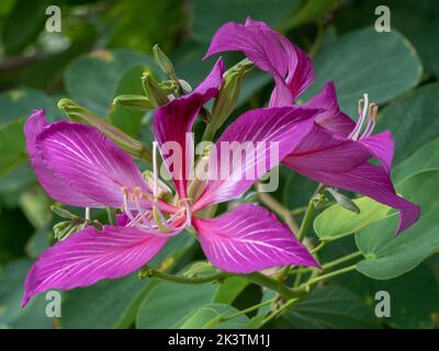 Vista in primo piano dei colorati fiori rosa viola e gemme dell'albero tropicale bauhinia blakeana aka orchidea Foto Stock