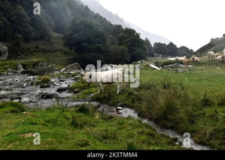 Bovini e cavalli semi-selvatici al pascolo a col du Pourtalet, Vallee D'Ossau nei pirenei, al confine con la Francia e la Spagna. Foto Stock