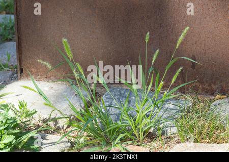 Grüne Borstenhirse, Setaria viridis, coda di volpe verde, erba delle setole verdi, miglio di coda di volpe selvatica, la Sétaire verte Foto Stock