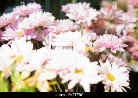 Foto chiave alta di fiori come trovato in giardino Foto Stock