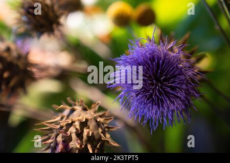 Colpo di primo piano di cardo secco Foto Stock
