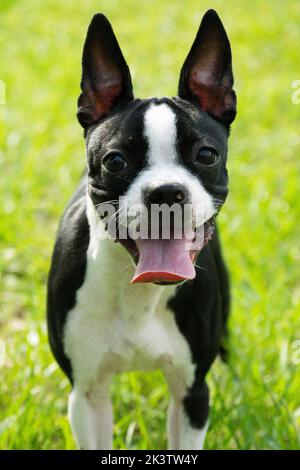 Carino Boston Terrier fuori sull'erba in Florida Foto Stock