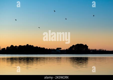 Gregge di uccelli che volano sul fiume con acqua increspata contro cielo nuvoloso e riva con alberi alti in serata Foto Stock