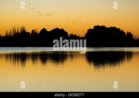 Gregge di uccelli che volano sul fiume con acqua increspata contro cielo nuvoloso e riva con alberi alti in serata Foto Stock