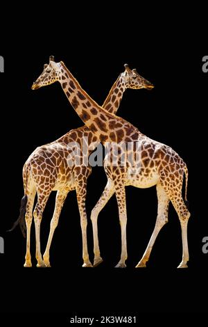 Due giraffe africane isolate su sfondo nero. Foto Stock