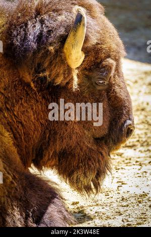 Bisonte americano che riposa a terra in una giornata di sole e caldo. Foto Stock