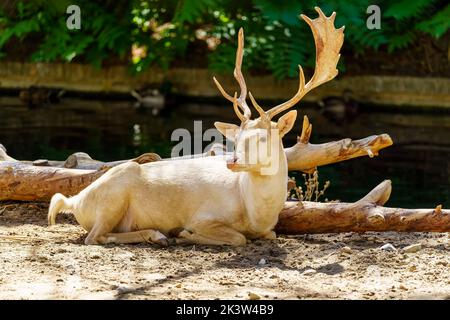 Grande cervo bianco maschio con una grande corna sdraiata sul terreno. Foto Stock