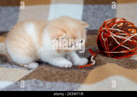 Un gattino rosso carino di una razza esotica shorthair è seduto in un cesto di vimini su uno sfondo a scacchi e giocando con palle di filo, primo piano. Foto Stock
