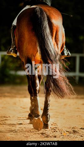 Vista posteriore di un cavallo da baia con una lunga coda nera e un cavaliere in sella, che cammina su un'arena sabbiosa, illuminata dal sole. Sport equestre Foto Stock