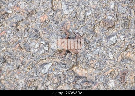 Un piccolo rospo siede su asfalto bagnato sulla strada, natura selvaggia Foto Stock