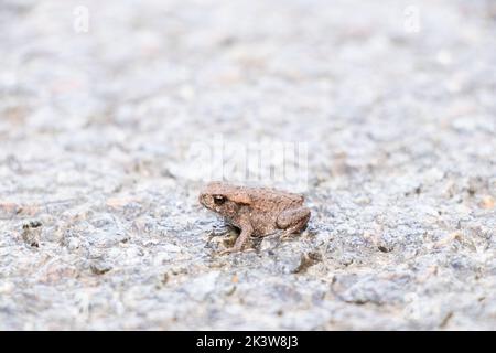 Un piccolo rospo siede su asfalto bagnato sulla strada, natura selvaggia Foto Stock