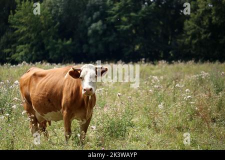 Mucche che pascolano nel prato. Ucraina, Cherkasy. Messa a fuoco selettiva. Foto Stock