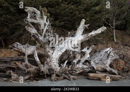 WA22072-00...WASHINGTON - un vecchio rootball si è lavato sulla spiaggia di Kalaloch nel Parco Nazionale Olimpico. Foto Stock