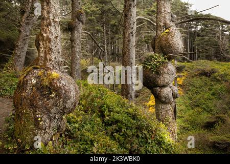 WA22086-00...WASHINGTON - grandi scottature su alberi di abete rosso che crescono lungo il bordo della costa nel Parco Nazionale Olimpico. Foto Stock