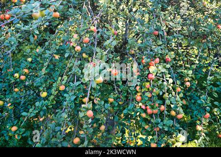 Albero di mela verde pieno di mele rosse e gialle Foto Stock