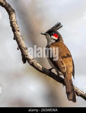 Bulbul di Whiskered rosso che si erosa su un albero Foto Stock