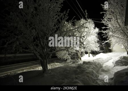 Alberi coperti di ghiaccio vicino alla stazione ferroviaria di Pyayve sul servizio ferroviario passeggeri più a nord del mondo tra Murmansk e Nikel nella notte polare Foto Stock