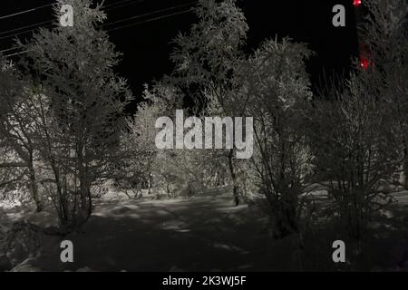 Alberi coperti di ghiaccio vicino alla stazione ferroviaria di Pyayve sul servizio ferroviario passeggeri più a nord del mondo tra Murmansk e Nikel nella notte polare Foto Stock