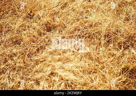 Erba estiva secca appena tagliata, erba dorata sul terreno. Foto Stock