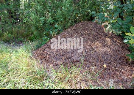 Aneto enorme nella foresta. Casa per formiche nell'ambiente naturale. Estate giorno di sole. Foto Stock