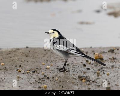 Coda di cavallo Pied, Motacilla alba, uccello singolo da acqua, Cormwall Settembre 2022 Foto Stock