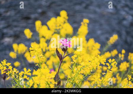 Un campione rosso violetto tra fiori gialli da una riva del fiume. Foto Stock