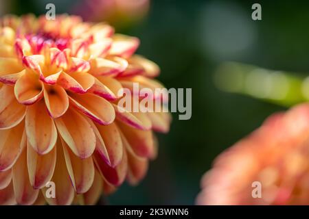 Bellissimo fiore dahlia su sfondo sfocato. Macro foto di pesca rosa dahlia fiore. Sfondo floreale astratto, scheda floreale. Primo piano di dahlia Foto Stock