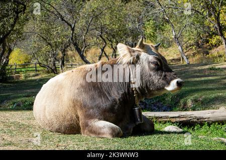 un toro con una campana è sdraiato sul prato Foto Stock