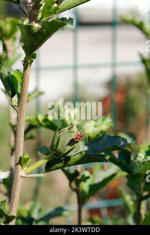 Pyrhocoris apterus camminando su un ramo in una giornata di sole. Bug neri e rossi su una filiale. firebug. Soldato rosso bug. Foto Stock