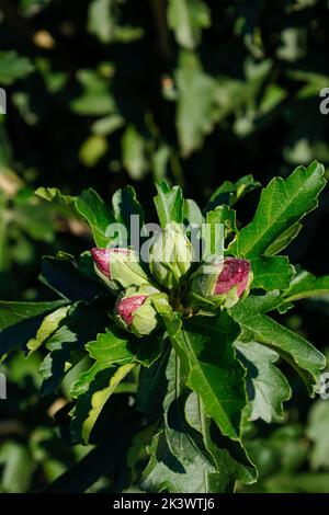 Pyrhocoris apterus camminando su un ramo in una giornata di sole. Bug neri e rossi su una filiale. firebug. Soldato rosso bug. Foto Stock