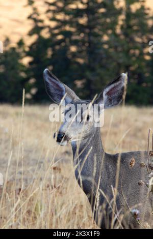 Mule Deer nella National Bison Range, Montana Foto Stock