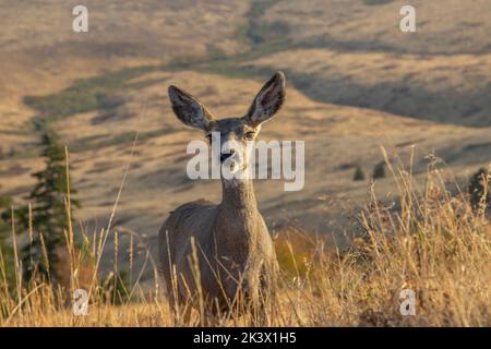 Mule Deer nella National Bison Range, Montana Foto Stock