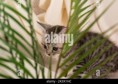 Un gattino a strisce su un divano con una pipa si scosta da dietro le foglie di una pianta di casa con la facciata di palma. Per nascondere Foto Stock