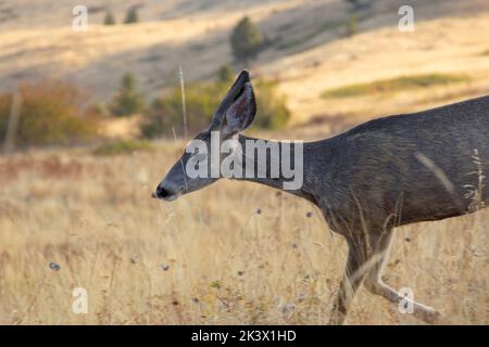 Mule Deer nella National Bison Range, Montana Foto Stock