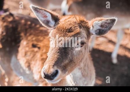 Primo piano con il volto di un cervo affascinante. Natura in Danimarca Foto Stock